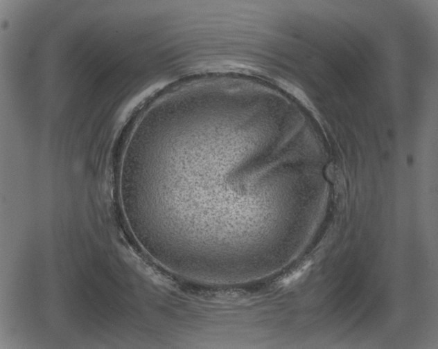 X0000062130979200512161147