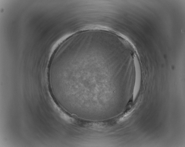 X0000062130995200512161147