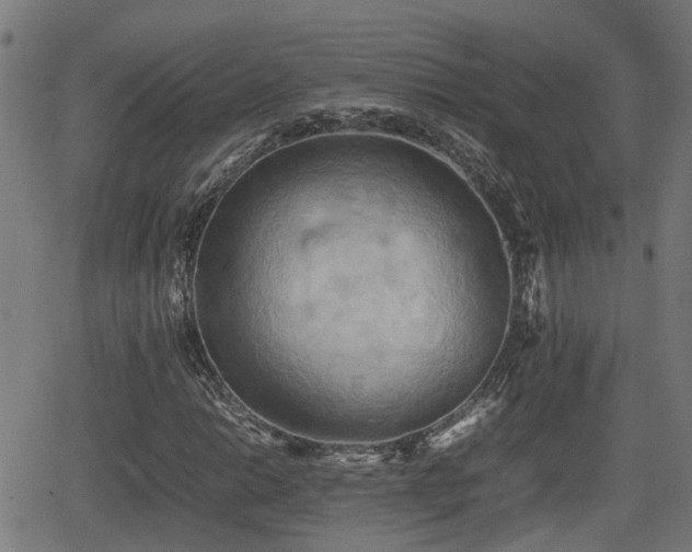 X0000062131014200512161146