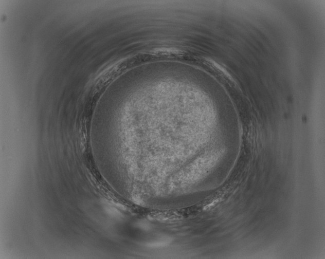 X0000062131015200512161146