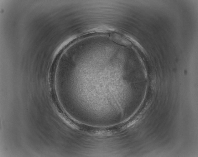 X0000062131026200512161146