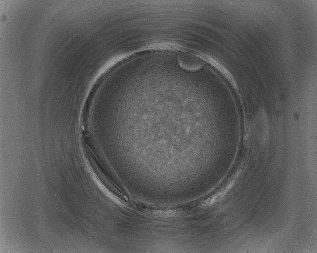 X0000062131037200512161146