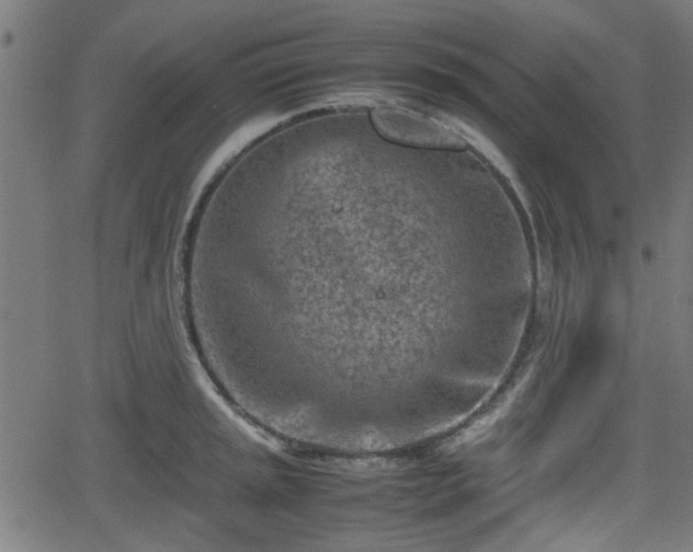 X0000062131045200512161147