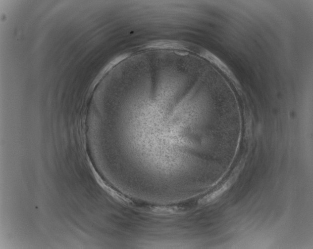 X0000062131049200512161147