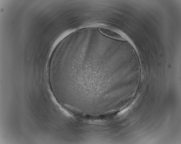 X0000062131053200512161147