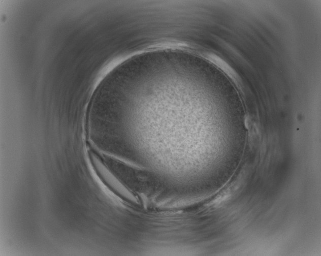 X0000062131055200512161147