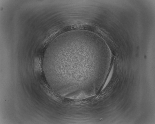 X0000062131060200512161146