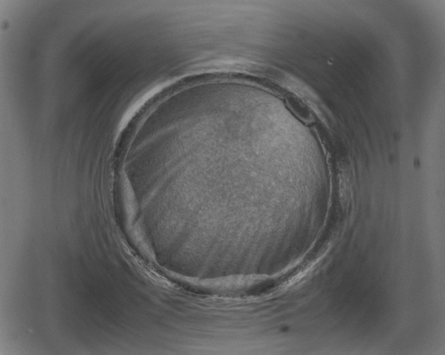 X0000062131069200512161146