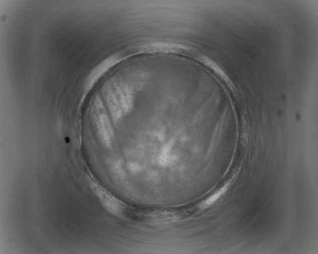 X0000062131075200512161146