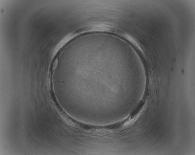 X0000062131077200512161146