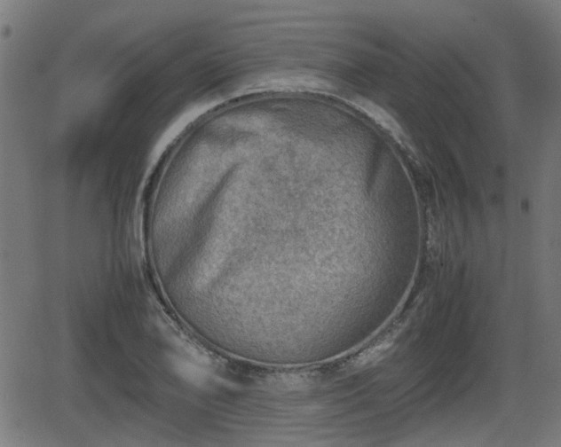 X0000062131078200512161146