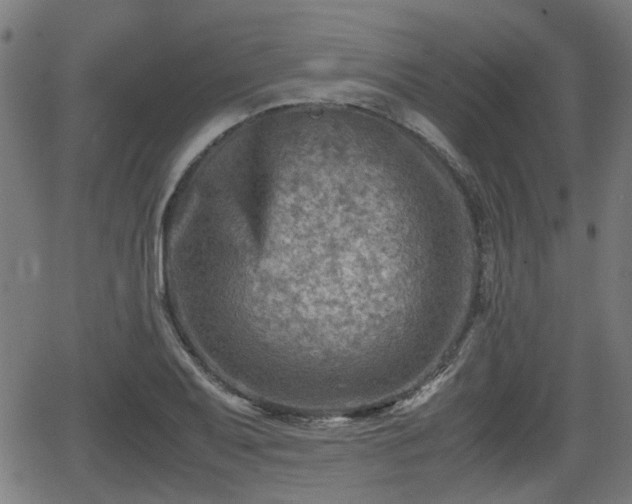 X0000062131079200512161146