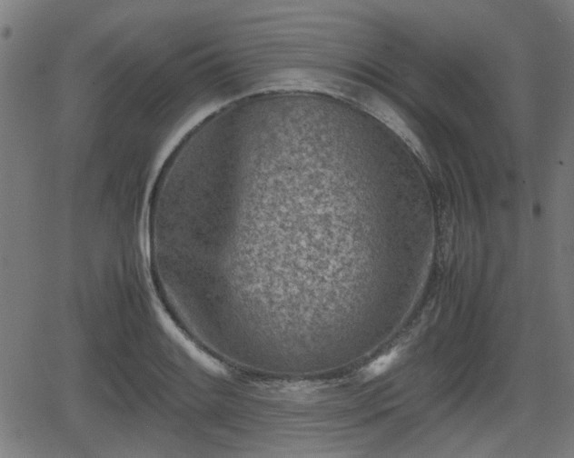 X0000062131084200512161145