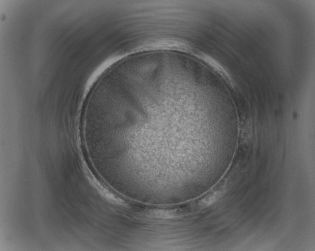 X0000062131086200512161145