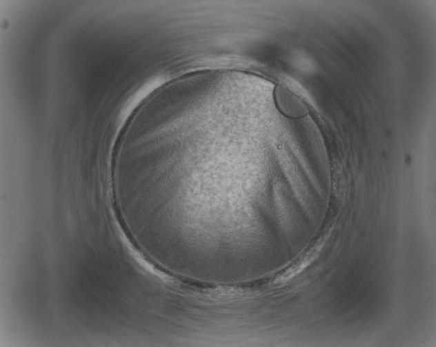 X0000062131087200512161145