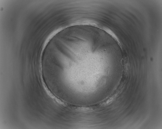 X0000062131088200512161145