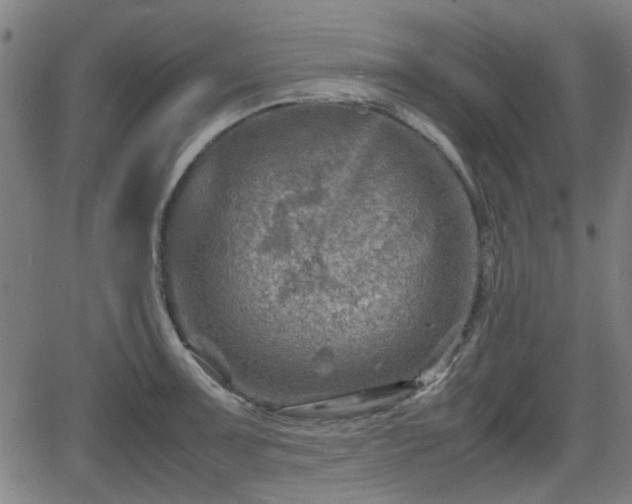 X0000062131091200512161145