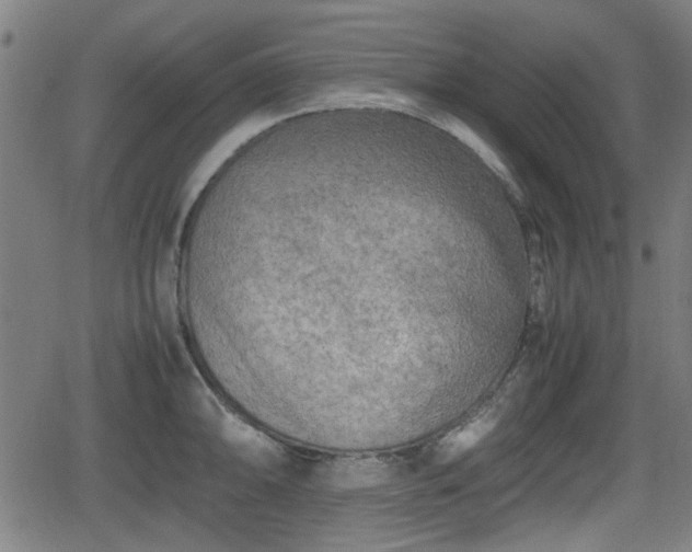 X0000062131094200512161145