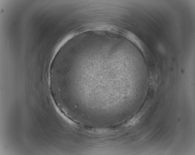 X0000062131095200512161145