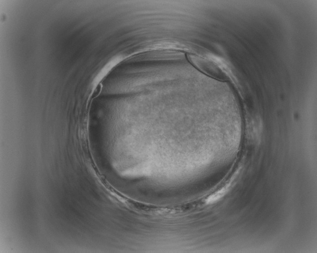 X0000062131097200512161145