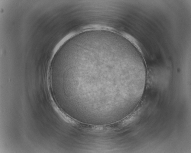 X0000062131098200512161145