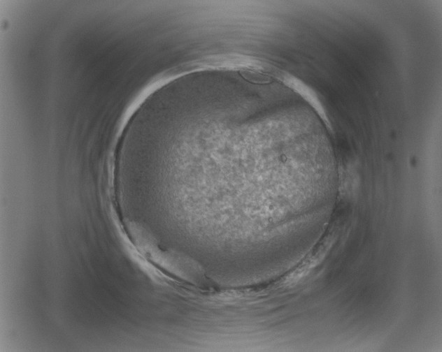 X0000062131099200512161145