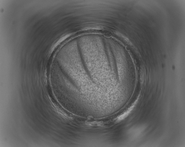 X0000062131113200512161144