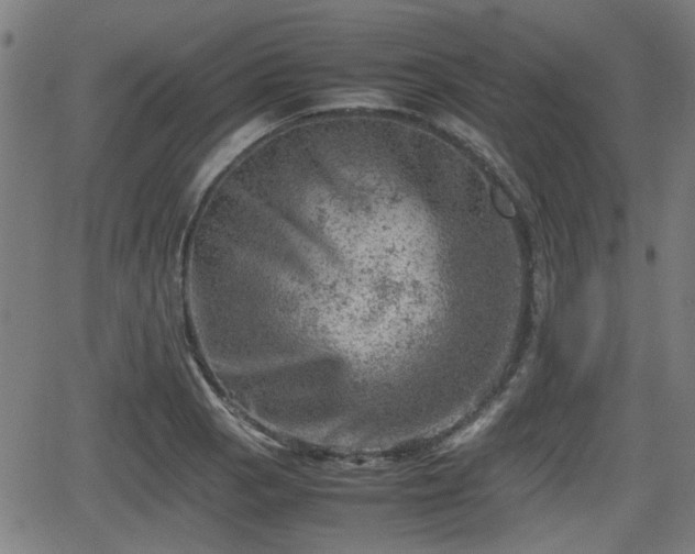 X0000062131129200512161145