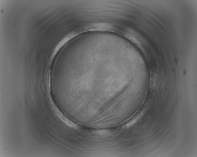 X0000062131130200512161145