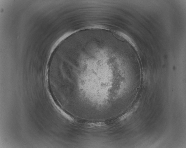 X0000062131133200512161145