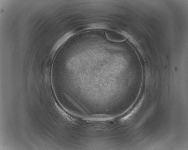 X0000062131137200512161145