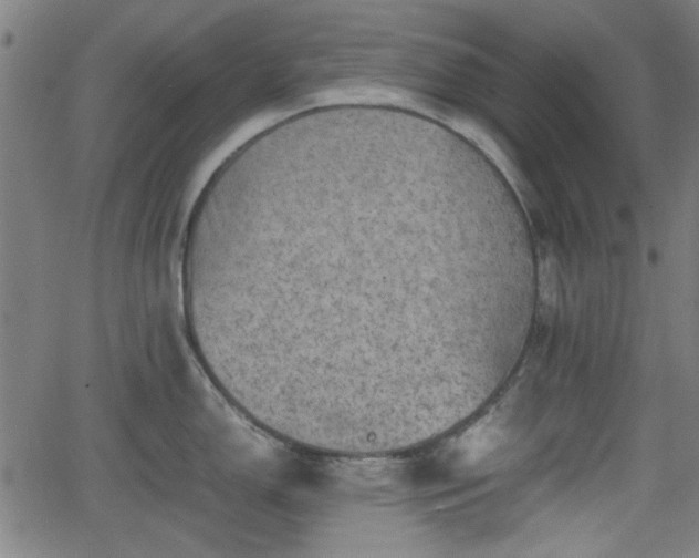 X0000062131150200512161145