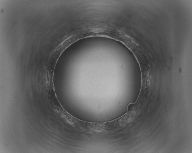 X0000062131158200512161144