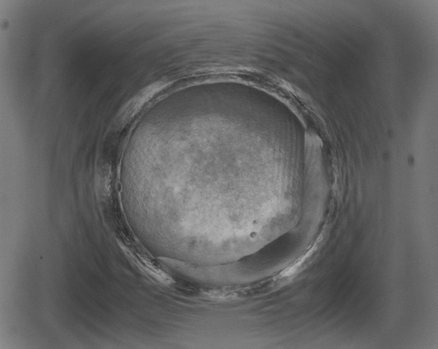 X0000062131161200512161144