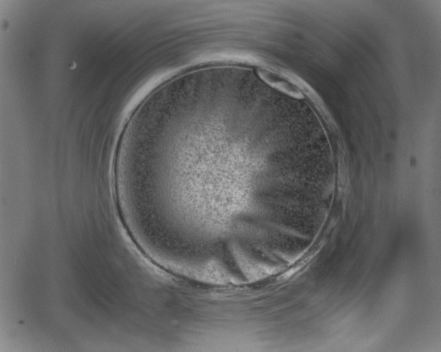 X0000062131199200512161144