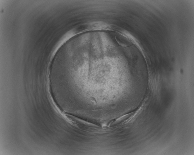 X0000062131235200512161143