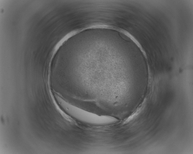 X0000062131245200512161144