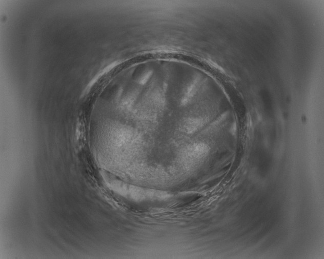 X0000062131255200512161143