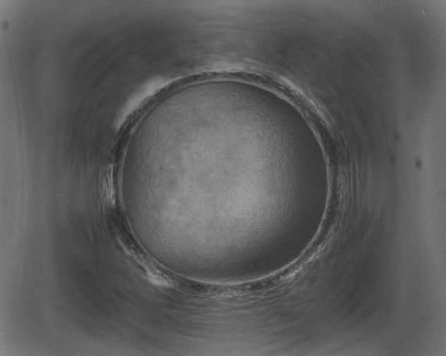 X0000062131262200512161143