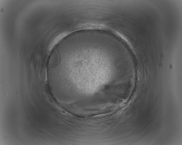 X0000062131267200512161142