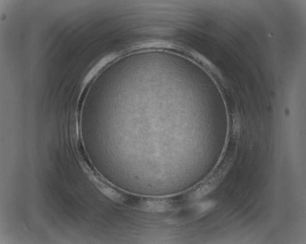 X0000062131274200512161142