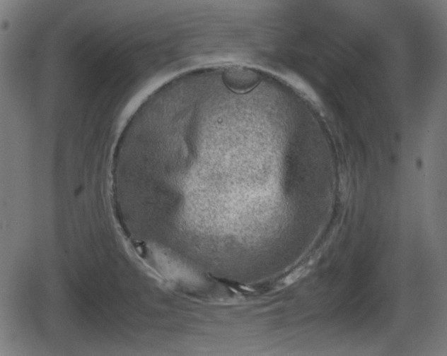 X0000062131279200512161142