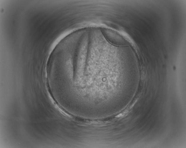 X0000062131287200512161142