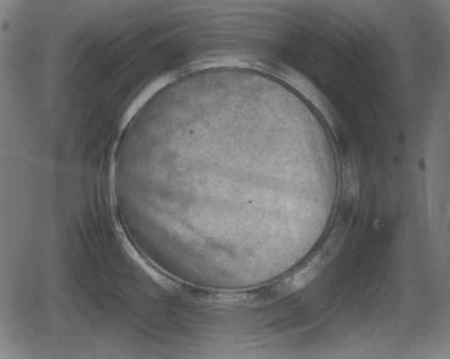 X0000062131290200512161142