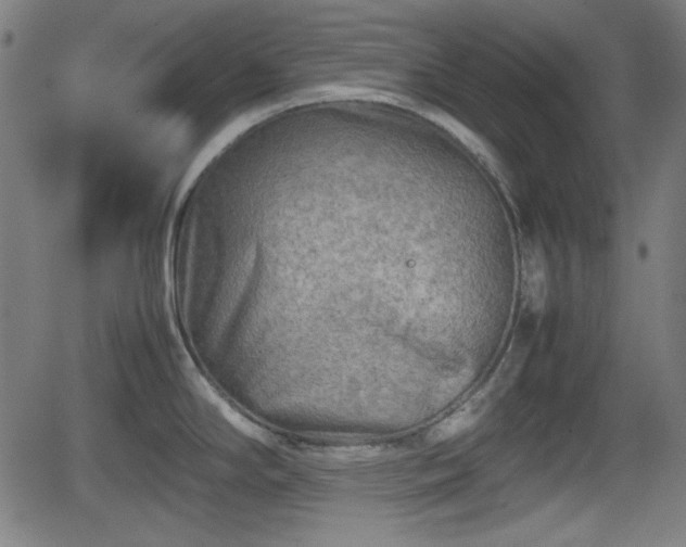 X0000062131294200512161142