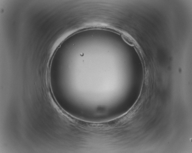 X0000062131295200512161142