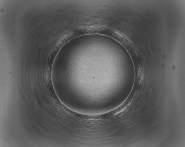 X0000062131300200512161141