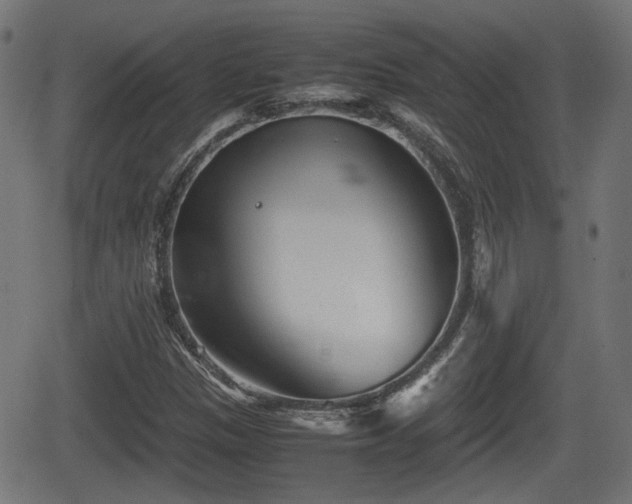 X0000062131305200512161141