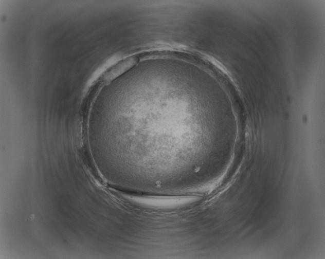 X0000062131310200512161141