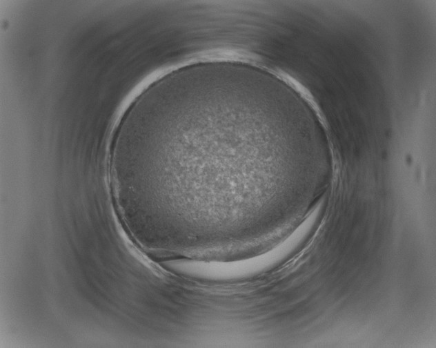 X0000062131342200512161142